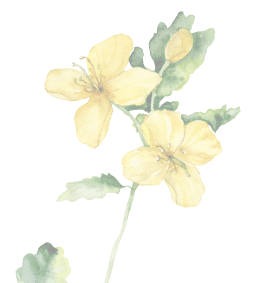 Прямые эфиры