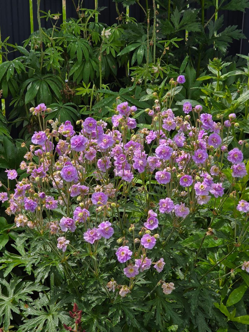 ✏️Продолжаю пополнять копилку садовой библиотеки